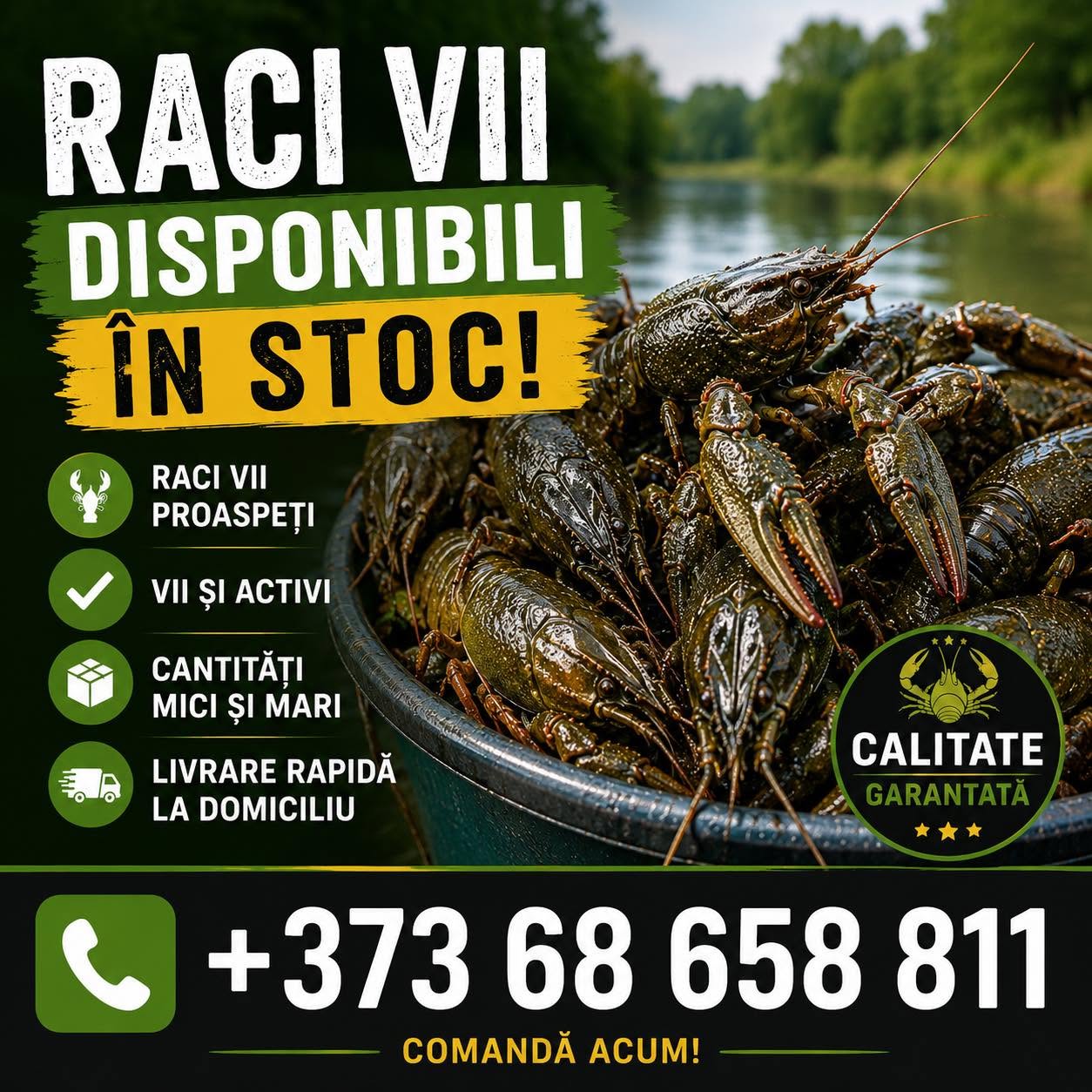Lada cu raci vii pentru vanzare angro